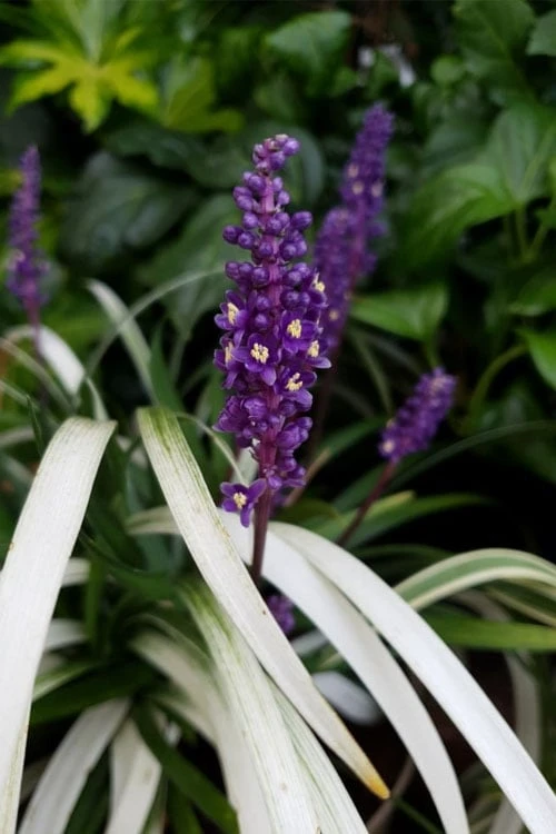 Okina Liriope (Frosted Monkey Grass) - 6 Pack of 1 Gallon Pots Okina Liriope (Frosted Monkey Grass) - 6 Pack Of 1 Gallon Pots -Garden Plant Shop liriope muscari okina lilyturf 4 1