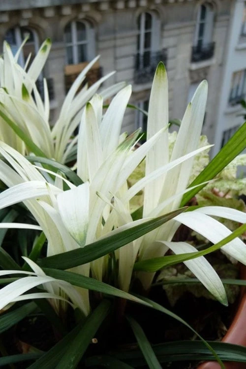 Okina Liriope (Frosted Monkey Grass) - 6 Pack of 1 Gallon Pots Okina Liriope (Frosted Monkey Grass) - 6 Pack Of 1 Gallon Pots -Garden Plant Shop liriope muscari okina lilyturf 5 1