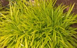 Gold Ingot Liriope (Golden Lilyturf) - 6 Pack Of 1 Gallon Pots -Garden Plant Shop liriope muscari peedee ingot golden lilyturf 3