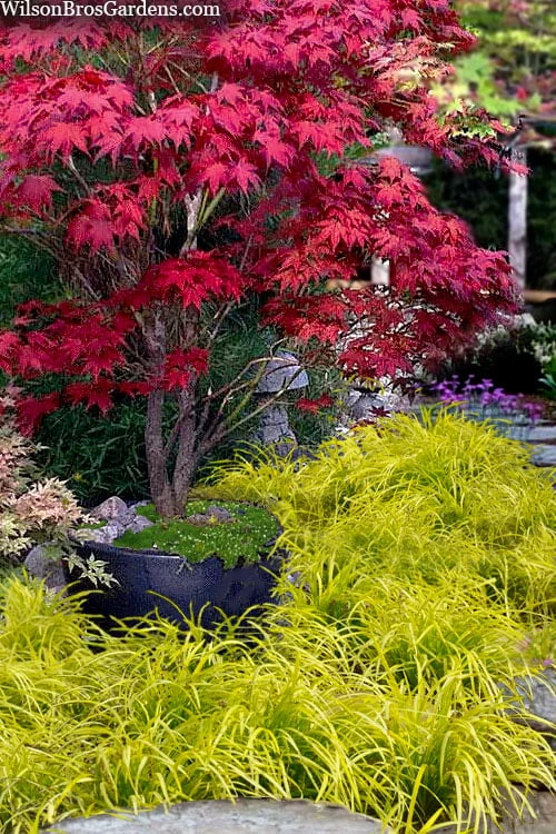 Gold Ingot Liriope (Golden Lilyturf) - 1 Gallon Pot Gold Ingot Liriope (Golden Lilyturf) - 1 Gallon Pot -Garden Plant Shop liriope muscari peedee ingot golden lilyturf 5