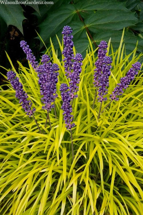 Gold Ingot Liriope (Golden Lilyturf) - 1 Gallon Pot Gold Ingot Liriope (Golden Lilyturf) - 1 Gallon Pot -Garden Plant Shop liriope muscari peedee ingot golden lilyturf 6