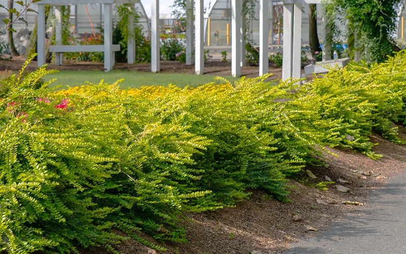 Thunderbolt Golden Box Honeysuckle - 3 Gallon Pot Thunderbolt Golden Box Honeysuckle - 3 Gallon Pot -Garden Plant Shop lonicera nitida thunderbolt box honeysuckle 1