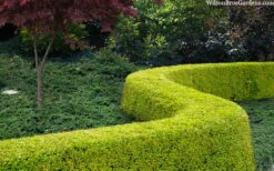 Thunderbolt Golden Box Honeysuckle - 3 Gallon Pot 4 Thunderbolt Golden Box Honeysuckle - 3 Gallon Pot -Garden Plant Shop lonicera nitida thunderbolt box honeysuckle 4