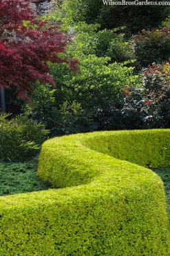 Thunderbolt Golden Box Honeysuckle - 3 Gallon Pot 3 Thunderbolt Golden Box Honeysuckle - 3 Gallon Pot -Garden Plant Shop lonicera nitida thunderbolt box honeysuckle 5