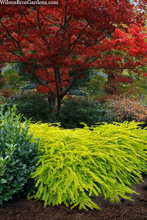 Thunderbolt Golden Box Honeysuckle - 3 Gallon Pot Thunderbolt Golden Box Honeysuckle - 3 Gallon Pot -Garden Plant Shop lonicera nitida thunderbolt box honeysuckle 6