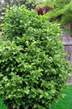 Jane Magnolia Tulip Tree - 3 Gallon Pot -Garden Plant Shop magnolia ann 111