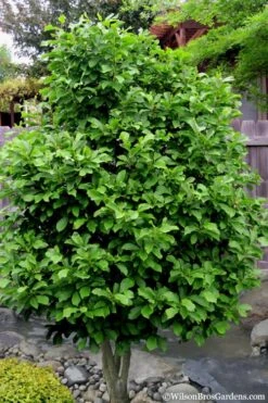Betty Magnolia Tulip Tree - 3 Gallon Pot 3 Betty Magnolia Tulip Tree - 3 Gallon Pot -Garden Plant Shop magnolia ann 112 1
