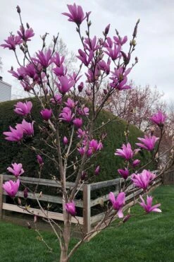Ann Magnolia Tulip Tree - 2 Gallon Pot -Garden Plant Shop magnolia ann tulip tree 100 2