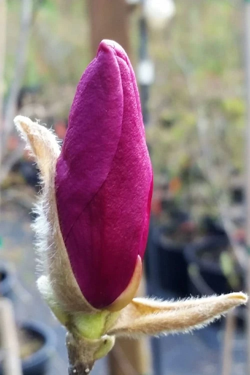 Betty Magnolia Tulip Tree - 3 Gallon Pot Betty Magnolia Tulip Tree - 3 Gallon Pot -Garden Plant Shop magnolia betty 21 1