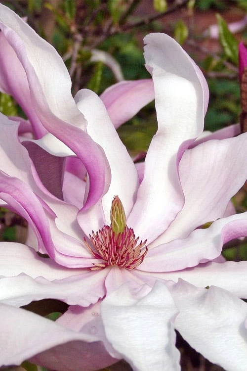 Betty Magnolia Tulip Tree - 3 Gallon Pot Betty Magnolia Tulip Tree - 3 Gallon Pot -Garden Plant Shop magnolia betty 22 1