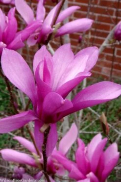 Jane Magnolia Tulip Tree - 3 Gallon Pot -Garden Plant Shop magnolia jane tulip tree 102