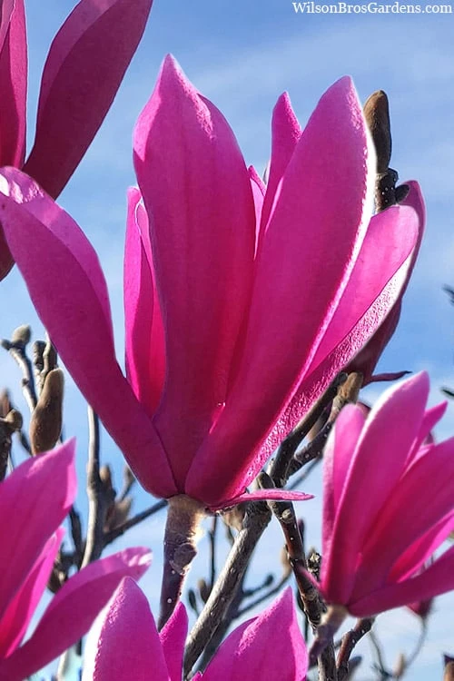 Jane Magnolia Tulip Tree - 7 Gallon Pot (3-4') Jane Magnolia Tulip Tree - 7 Gallon Pot (3-4') -Garden Plant Shop magnolia jane tulip tree 106 2