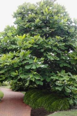 Ashe's Dwarf Bigleaf Magnolia - 7 Gallon Pot -Garden Plant Shop magnolia macrophylla ashei dwarf bigleaf 6