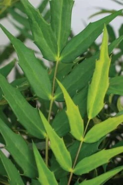 Funky Flow Mahonia - 3 Gallon Pot 4 Funky Flow Mahonia - 3 Gallon Pot -Garden Plant Shop mahonia funky flow 1