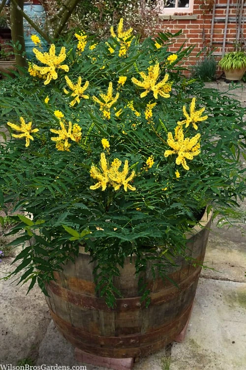 Funky Flow Mahonia - 3 Gallon Pot Funky Flow Mahonia - 3 Gallon Pot -Garden Plant Shop mahonia funky flow 5