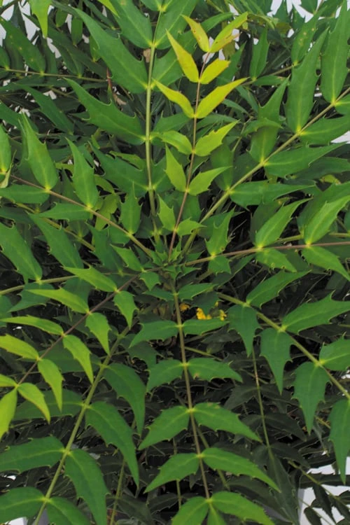 Funky Flow Mahonia - 3 Gallon Pot Funky Flow Mahonia - 3 Gallon Pot -Garden Plant Shop mahonia funky flow 500x750 1