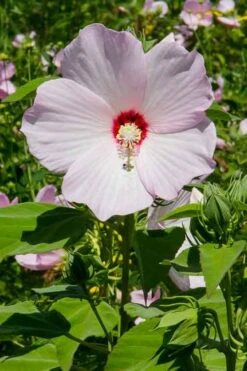 Rose Mallow Hardy Hibiscus (Hibiscus Moscheutos) - 2.5 Quart Pot 4 Rose Mallow Hardy Hibiscus (Hibiscus Moscheutos) - 2.5 Quart Pot -Garden Plant Shop mallow rose 500x750 1