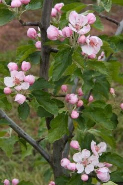 American Sweet Crabapple Tree (Malus Coronaria) - 1 Gallon Pot -Garden Plant Shop malus coronaria american sweet crabapple 2