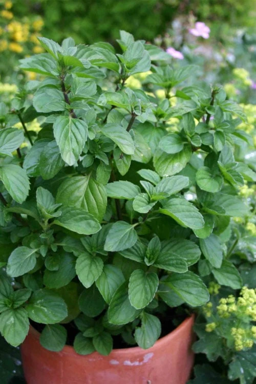 Orange Mint Plant - 4 Pack of Quart Pots Orange Mint Plant - 4 Pack Of Quart Pots -Garden Plant Shop mentha piperita citrata orange mint 1