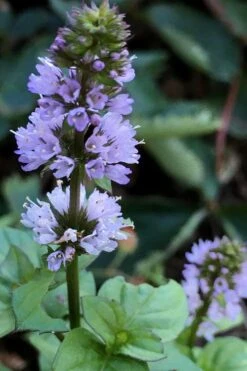 Orange Mint Plant - 4 Pack Of Quart Pots 3 Orange Mint Plant - 4 Pack Of Quart Pots -Garden Plant Shop mentha piperita citrata orange mint 5