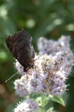 Mojito Mint Plant - 6 Pack Of Pint Pots -Garden Plant Shop mentha x villosa mojito mint 4