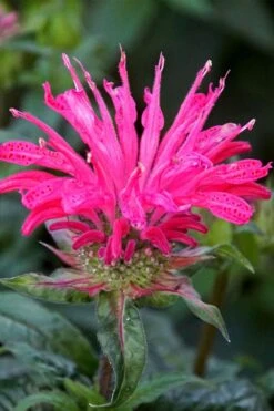 Electric Neon Pink Bee Balm (Monarda) - 1 Gallon Pot -Garden Plant Shop monarda electric neon pink bee balm 6