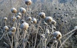Wild Bergamot Bee Balm (Monarda Fistulosa) - 1 Gallon Pot 6 Wild Bergamot Bee Balm (Monarda Fistulosa) - 1 Gallon Pot -Garden Plant Shop monarda fistulosa wild bergamont bee balm 15