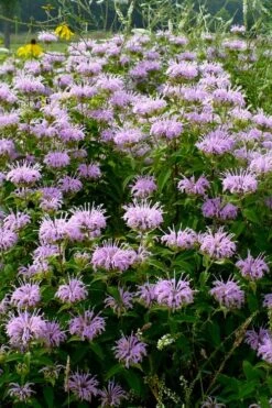 Wild Bergamot Bee Balm (Monarda Fistulosa) - 5 Pack Of Quart Pots 3 Wild Bergamot Bee Balm (Monarda Fistulosa) - 5 Pack Of Quart Pots -Garden Plant Shop monarda fistulosa wild bergamont bee balm 16 2