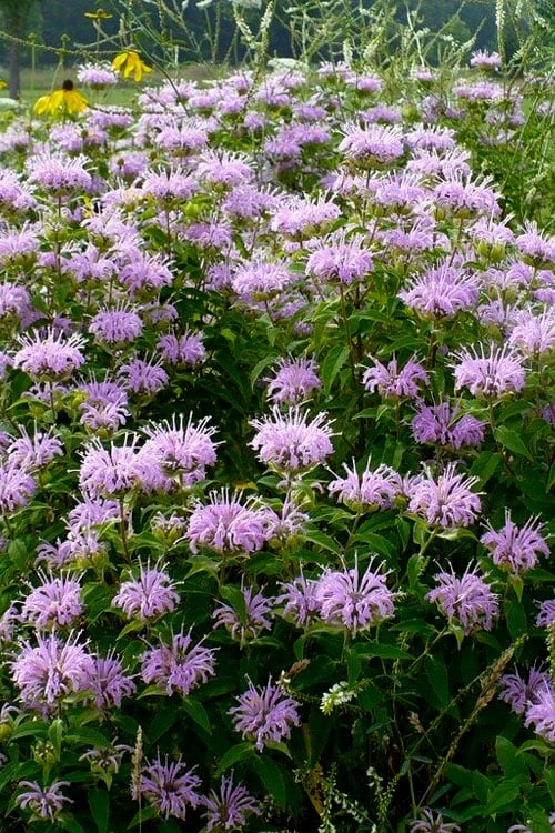 Wild Bergamot Bee Balm (Monarda fistulosa) - 1 Gallon Pot Wild Bergamot Bee Balm (Monarda Fistulosa) - 1 Gallon Pot -Garden Plant Shop monarda fistulosa wild bergamont bee balm 16