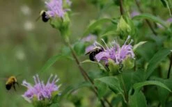 Wild Bergamot Bee Balm (Monarda Fistulosa) - 5 Pack Of Quart Pots 5 Wild Bergamot Bee Balm (Monarda Fistulosa) - 5 Pack Of Quart Pots -Garden Plant Shop monarda fistulosa wild bergamont bee balm 17 2