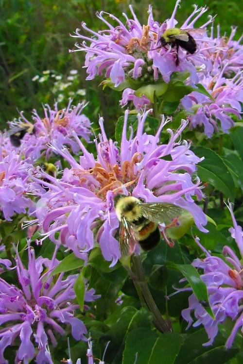 Wild Bergamot Bee Balm (Monarda fistulosa) - 5 Pack of Quart Pots Wild Bergamot Bee Balm (Monarda Fistulosa) - 5 Pack Of Quart Pots -Garden Plant Shop monarda fistulosa wild bergamont bee balm 18 2