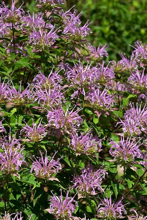 Wild Bergamot Bee Balm (Monarda fistulosa) - 5 Pack of Quart Pots Wild Bergamot Bee Balm (Monarda Fistulosa) - 5 Pack Of Quart Pots -Garden Plant Shop monarda fistulosa wild bergamont bee balm 5 2