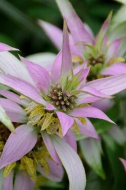 Beebop Bee Balm (Monarda Punctata) - 5 Pack Of Quart Pots -Garden Plant Shop monarda punctata beebop bee balm 4