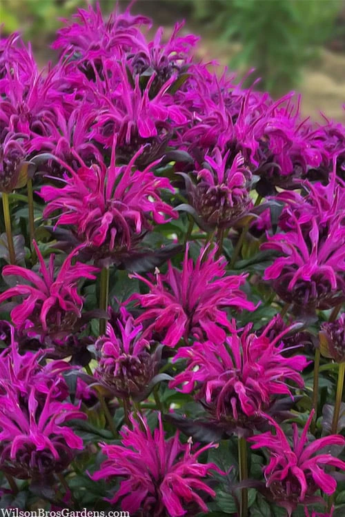 Rockin' Raspberry Bee Balm (Monarda) - 1 Gallon Pot Rockin' Raspberry Bee Balm (Monarda) - 1 Gallon Pot -Garden Plant Shop monarda sugar buzz rockin raspberry bee balm 1