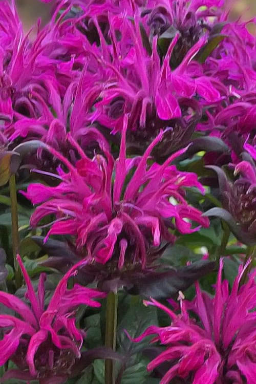 Rockin' Raspberry Bee Balm (Monarda) - 1 Gallon Pot Rockin' Raspberry Bee Balm (Monarda) - 1 Gallon Pot -Garden Plant Shop monarda sugar buzz rockin raspberry bee balm 20