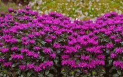 Rockin' Raspberry Bee Balm (Monarda) - 1 Gallon Pot 3 Rockin' Raspberry Bee Balm (Monarda) - 1 Gallon Pot -Garden Plant Shop monarda sugar buzz rockin raspberry bee balm 21