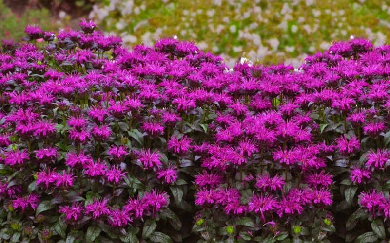 Rockin' Raspberry Bee Balm (Monarda) - 1 Gallon Pot Rockin' Raspberry Bee Balm (Monarda) - 1 Gallon Pot -Garden Plant Shop monarda sugar buzz rockin raspberry bee balm 21