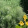 Bamboo Muhly Grass - 1 Gallon Pot