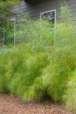 Bamboo Muhly Grass - 3 Gallon Pot -Garden Plant Shop muhlenbergia dumosa bamboo muhly grass 13