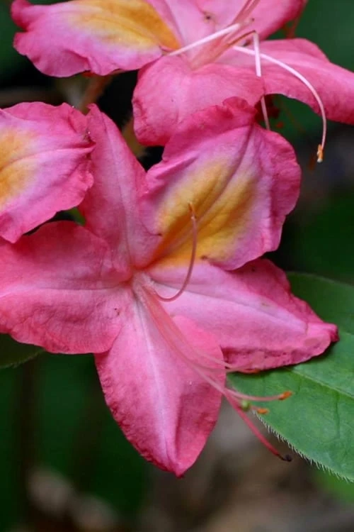 Country Cousin Pink Aromi Azalea (Rhododendron hybrid) - 3 Gallon Pot Country Cousin Pink Aromi Azalea (Rhododendron Hybrid) - 3 Gallon Pot -Garden Plant Shop native azalea country cousins 4