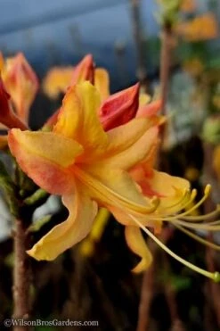 Tallulah Sunrise Native Azalea (Rhododendron) - 1 Gallon Pot -Garden Plant Shop native azalea tallulah sunrise 13 thumbnail