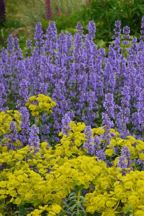 Summer Magic Catmint (Nepeta grandiflora) - 6 Pack of 1 Gallon Pots Summer Magic Catmint (Nepeta Grandiflora) - 6 Pack Of 1 Gallon Pots -Garden Plant Shop nepeta grandiflora summer magic catmint 2