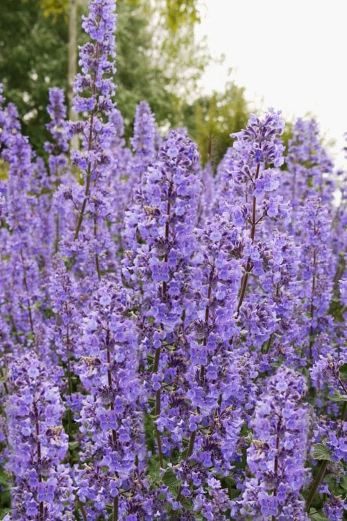 Summer Magic Catmint (Nepeta grandiflora) - 6 Pack of 1 Gallon Pots Summer Magic Catmint (Nepeta Grandiflora) - 6 Pack Of 1 Gallon Pots -Garden Plant Shop nepeta grandiflora summer magic catmint 3