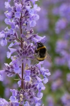 Summer Magic Catmint (Nepeta Grandiflora) - 6 Pack Of 1 Gallon Pots 5 Summer Magic Catmint (Nepeta Grandiflora) - 6 Pack Of 1 Gallon Pots -Garden Plant Shop nepeta grandiflora summer magic catmint 4