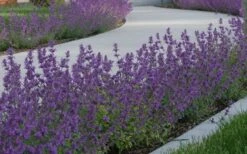 Little Trudy Catmint - 5 Pack Of Quart Pots -Garden Plant Shop nepeta little trudy catmint 5