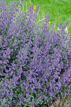Six Hills Giant Catmint (Nepeta) - 5 Pack Of Quart Pots -Garden Plant Shop nepeta six hills giant catmint 1