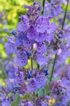 Six Hills Giant Catmint (Nepeta) - 5 Pack Of Quart Pots -Garden Plant Shop nepeta six hills giant catmint 10