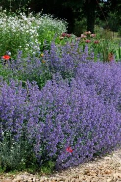 Six Hills Giant Catmint (Nepeta) - 5 Pack Of Quart Pots -Garden Plant Shop nepeta six hills giant catmint 2