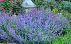 Six Hills Giant Catmint (Nepeta) - 5 Pack Of Quart Pots -Garden Plant Shop nepeta six hills giant catmint 8