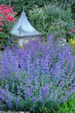 Six Hills Giant Catmint (Nepeta) - 5 Pack Of Quart Pots -Garden Plant Shop nepeta six hills giant catmint 9